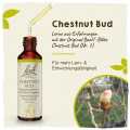 Original Bachblüten Chestnut Bud 20ml