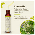 Original Bachblüten Clematis 20ml