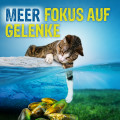 CANOSAN Kautabletten bei Gelenkproblemen Katze mit Grünlippmuschel Extrakt Gonex