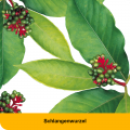 DYSTOLOGES Tabletten