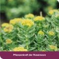 RHODIOLOGES 200 mg Filmtabletten