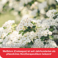 CRATAE-LOGES 450 mg Weißdorn