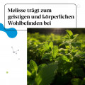 IberoBiotics® Zen - die natürliche Dreierkombination aus körpereigenen Bakterien, Melisse und Vitamin B2