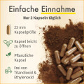 GREEN NATURALS Cordyceps sinensis Kapseln